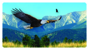 DSC700 130 Soaring Eagle Im Free